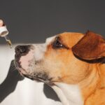 cbd-pour-les-animaux